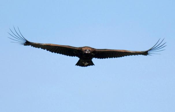 La SEO/BirdLife elige al buitre negro como el Ave del Año 2010