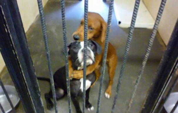 Kala y Keira, los perros que se salvaron gracias a esta foto