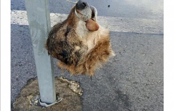 Cuelgan la cabeza decapitada de un lobo en una señal de tráfico en Asturias