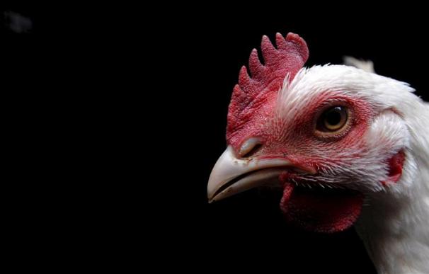Detectada una nueva variedad del virus H5N1 de la gripe aviar