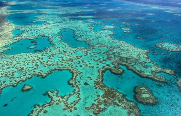 La Gran Barrera de Coral australiana se está muriendo
