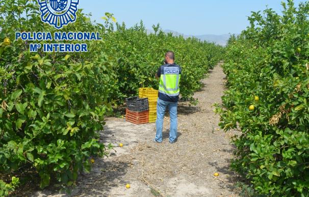 Detenido por vender 70.000 euros de limones fingiendo ser el dueño de la finca en Molina de Segura