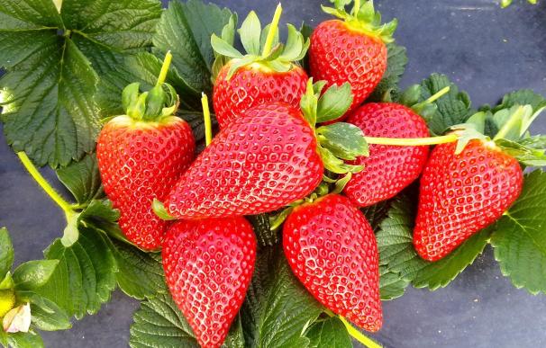 Freshuelva solicita al Ministerio de Agricultura la firma de un protocolo para exportar frutos rojos a China