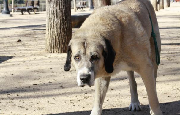 Los animalistas suman más de 80.000 firmas para "garantizar el sacrificio cero" de animales abandonados