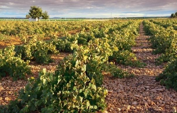Valladolid, capital mundial del vino en abril con el congreso 'Retos de la producción y comercialización vitivinícola'