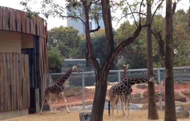 El proyecto Zoo XXI pide a Barcelona un comité ciudadano para "cambiar de paradigma" el Zoo