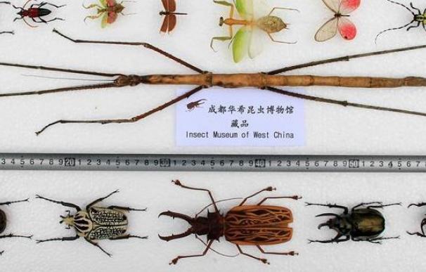 Descubren en China el insecto más grande del mundo