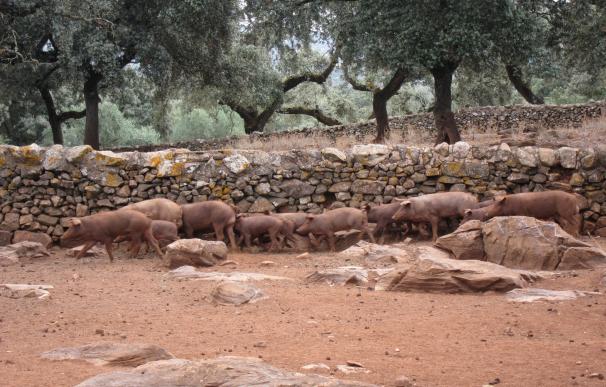 Unos 220.000 cerdos serán sacrificados este año en la provincia, un 75% de montanera