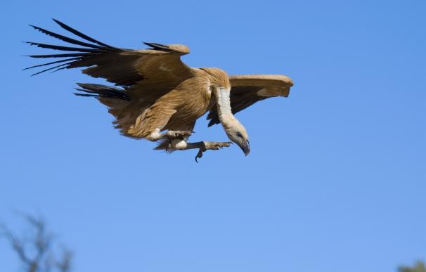 La provincia de Málaga se promociona como destino de turismo ornitológico