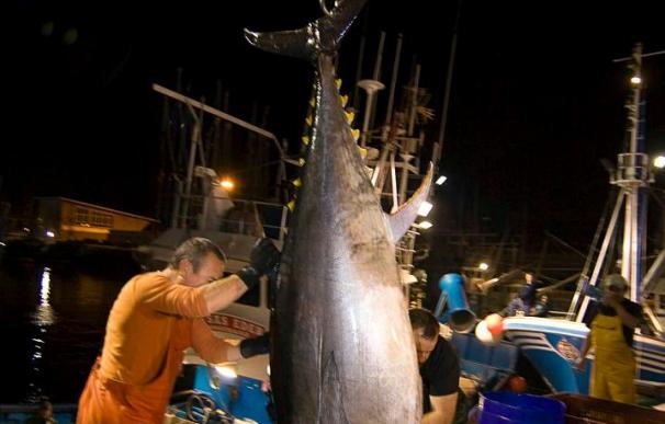 WWF afirma que España se está quedando sola en la UE sin ideas para salvar el atún rojo