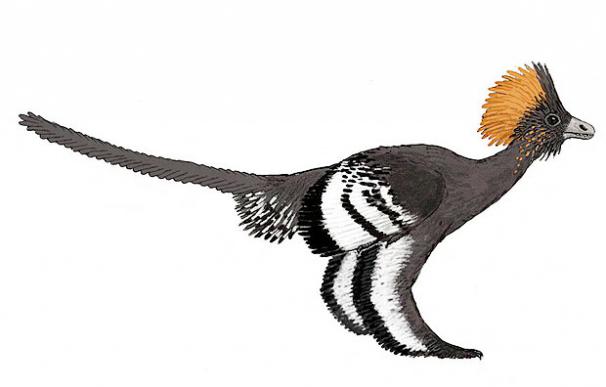 El dinosaurio emplumado Anchiornis huxleyi - EFE