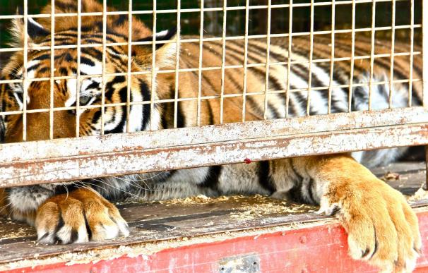 El Parlamento rechaza por "electoralista" que se prohíban los animales en los circos