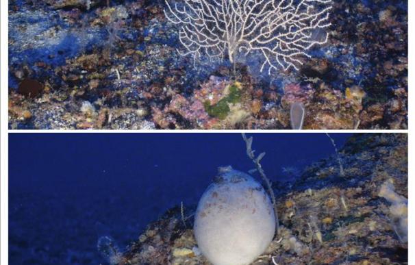 Las esponjas marinas guardan el 88 por ciento del silicio, fundamental para la vida marina
