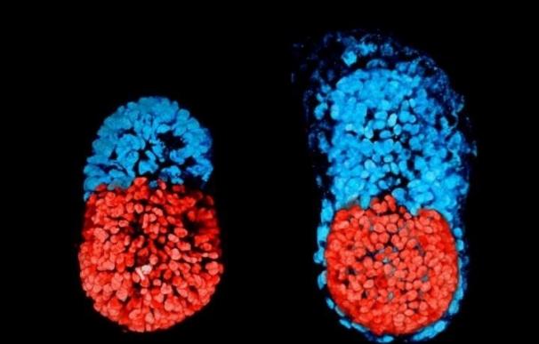 Investigadores crean un "embrión" de ratón artificial a partir de células madre por primera vez