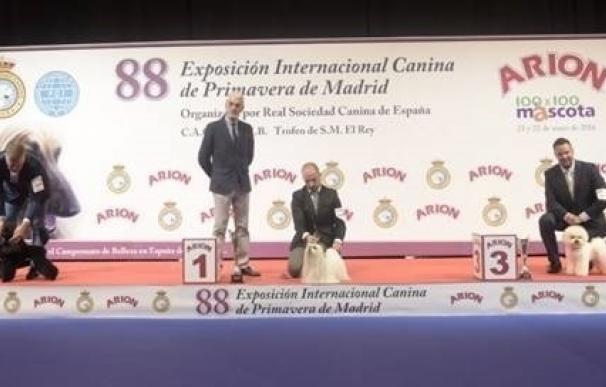 Un bichón maltés, perro ganador en la exposición internacional canina de Madrid, elegido entre 4.000 perros de 200 razas