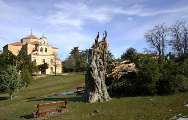 El viento abate la sabina de Hornuez, un árbol emblemático de más de 600 años