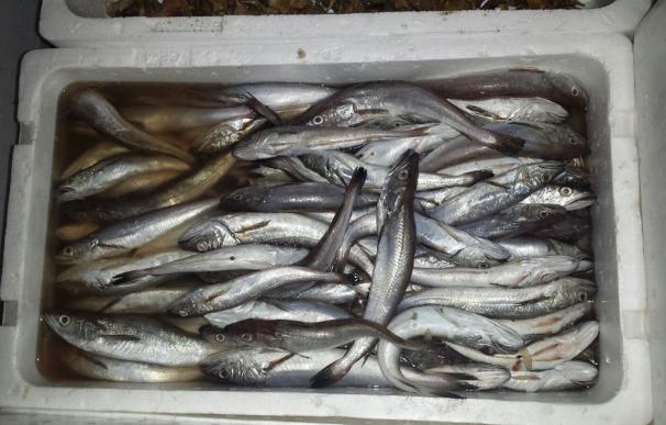 Incautados más de 900 kilogramos de pescado inmaduro en Mercamalaga