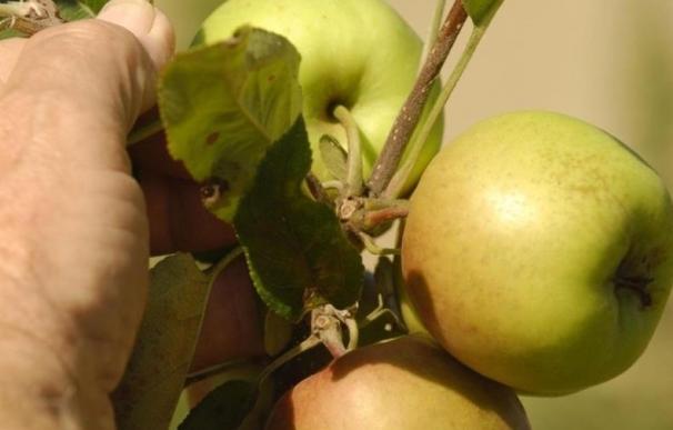 La manzana, el mejor aliado para tu salud digestiva