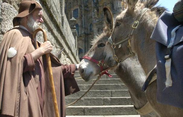 Dos asnos andaluces culminan su peregrinación a Compostela