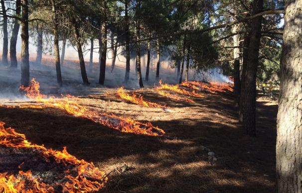 Un estudio destaca que los incendios podrían favorecer la biodiversidad