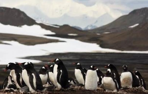 Describen cómo los pingüinos papúa ampliaron su rango de distribución en la Antártida