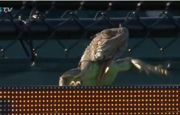 Una iguana interrumpe un partido de tenis y Haas se saca un selfie con ella