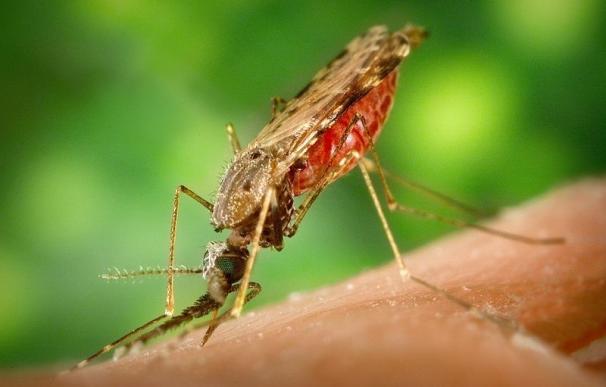Científicos dan un nuevo paso para superar la resistencia a los fármacos de los mosquitos de la malaria