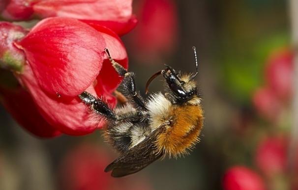 Las especies de abejorros decrecen en los Pirineos, según una investigación