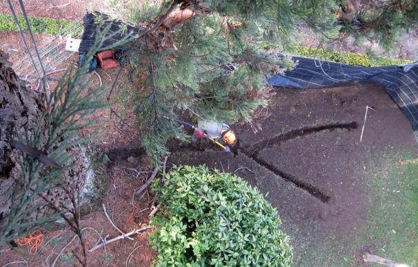 El Ayuntamiento instalará pararrayos en árboles para proteger ejemplares singulares y minimizar los riesgos