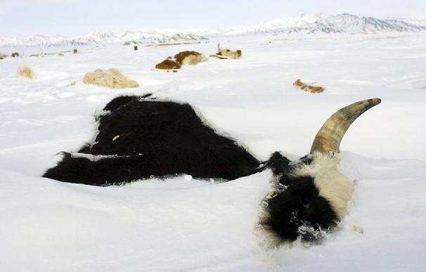 El 'dzud', un ancestral asesino que arruina a los ganaderos de Mongolia