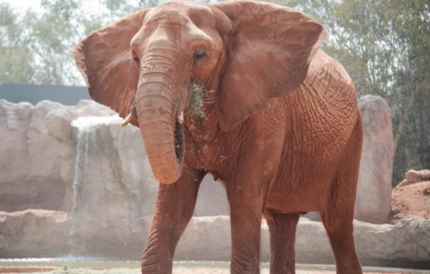Muere el último elefante africano en cautividad de Australia