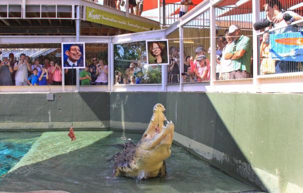 El cocodrilo Harry vaticina la victoria de Gillard en las elecciones del sábado en Australia