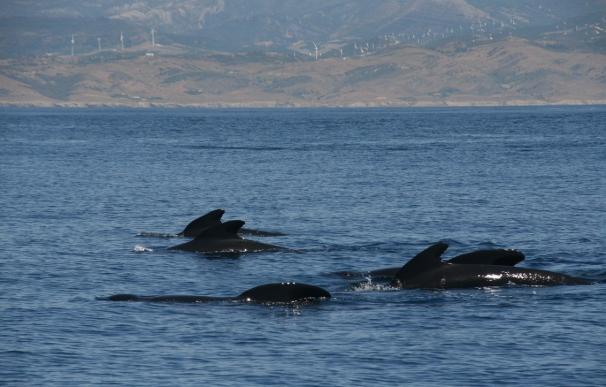 El Congreso da el visto bueno al proceso para proteger el Corredor de Migración de Cetáceos en el Mediterráneo