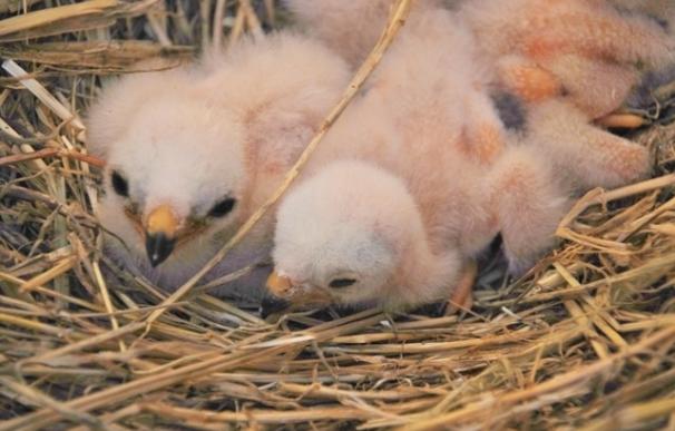 AMUS liberará este domingo una treintena de pollos de aguiluchos cenizos y cuatro de laguneros criados por la asociación