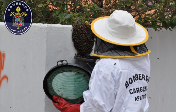 La primavera activa las actuaciones de bomberos de retirada de enjambres de abejas