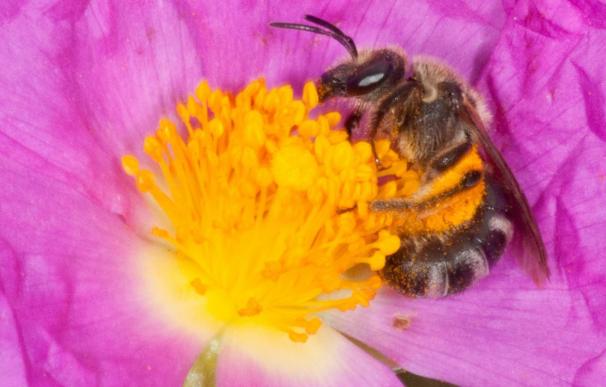 Los ataques de enjambres de abejas, como el de Toledo, son "muy raros" y "poco frecuentes", según expertos