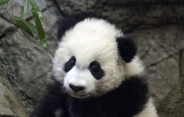 La diplomacia del panda: la estrategia de China para dar una imagen amable