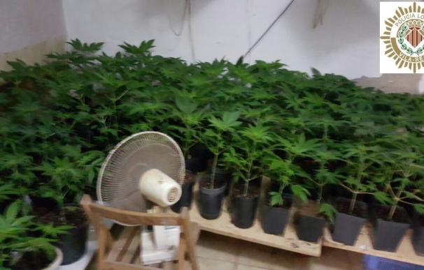 Detenida una pareja por cultivar 213 plantas de marihuana en Vila-real