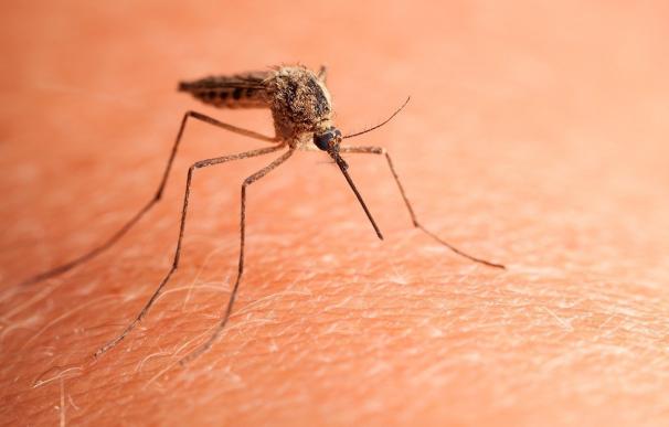 La malaria importada es una de las enfermedades tropicales más diagnosticada en España, según los expertos