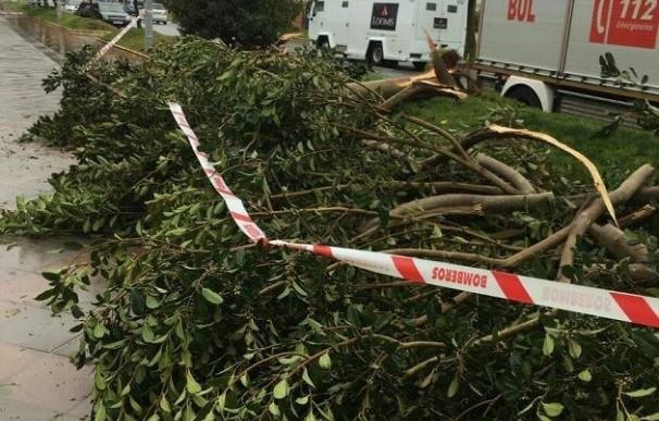 El temporal de viento y lluvia deja una decena de árboles caídos en Morón y vallas y señales derribadas