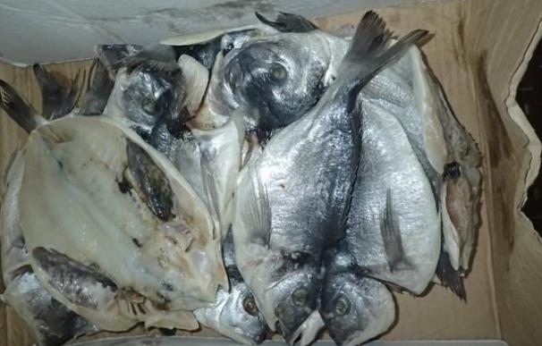 La Policía Municipal denuncian a un restaurante de Chamberí por guardar pescado en una caja de cartón y sin hielo