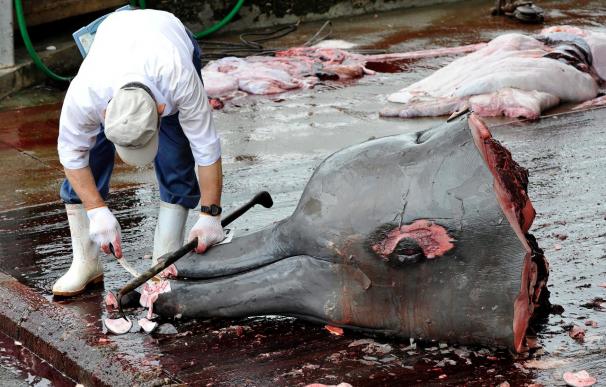 Dos activistas de Greenpeace juzgados por robar carne de ballena