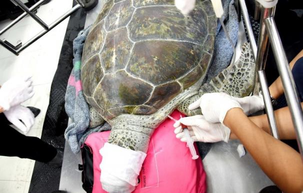 Una tortuga tailandesa tenía 915 monedas en el estómago