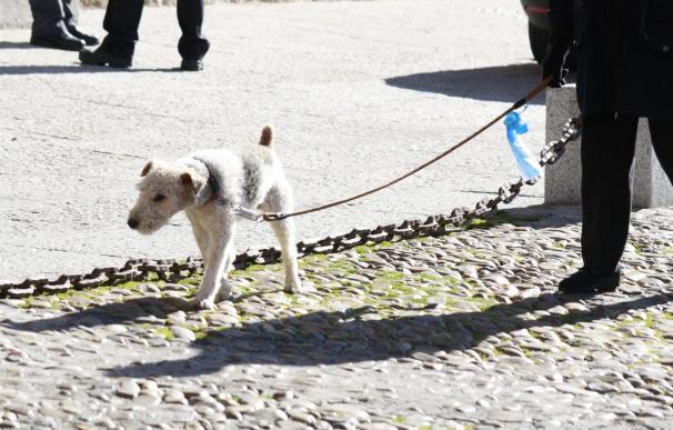 Ayuntamiento estudia crear un banco de ADN para facilitar la identificación de perros y evitar los excrementos