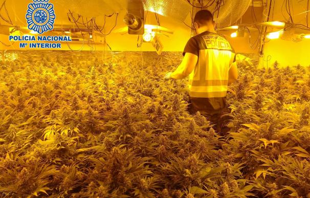 A prisión cuatro personas tras encontrar más de 500 plantas de marihuana en un cortijo de La Cañada