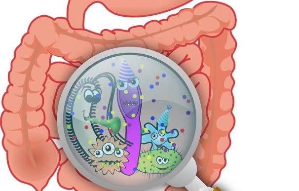 Las bacterias intestinales alteran la función intestinal y cerebral