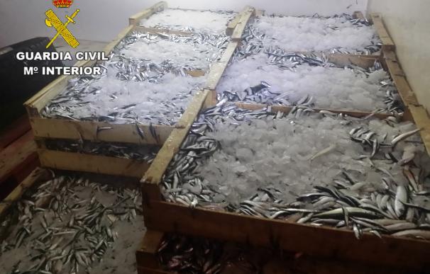 Intervienen 500 kilos de pescado sin control sanitario en el puerto de Barcelona