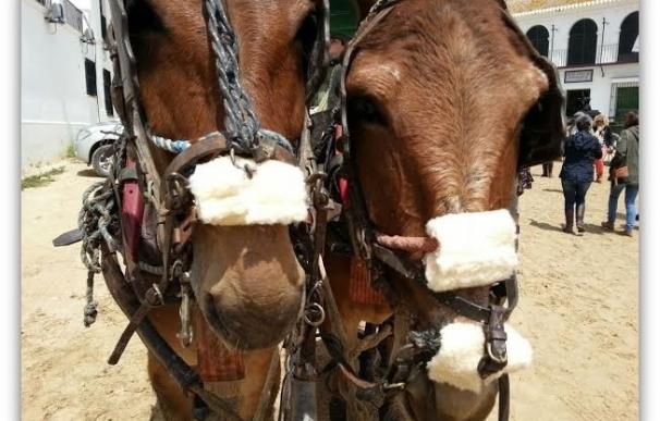 Fallecen 13 equinos durante la romería del Rocío y levantan tres actas por maltrato animal