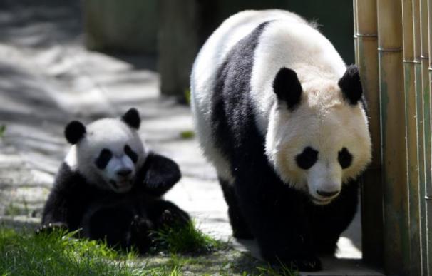 Descubre por qué los pandas son de color blanco y negro
