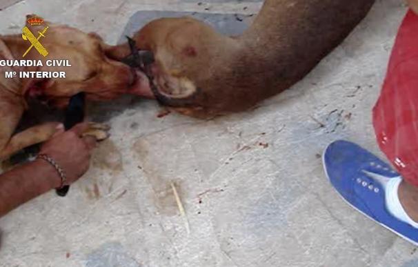 Investigan a cuatro personas por delitos de maltrato animal por organizar peleas de perros peligrosos